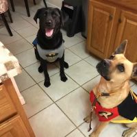 Northwest Veterinary Hospital ico