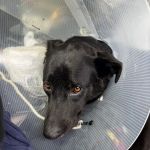 Far West Veterinary Clinic
