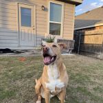 Eye Care for Animals - Far West Blvd Austin