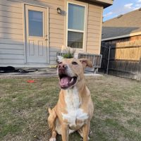 Eye Care for Animals - Far West Blvd Austin ico