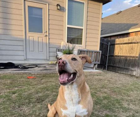 Eye Care for Animals - Far West Blvd Austin