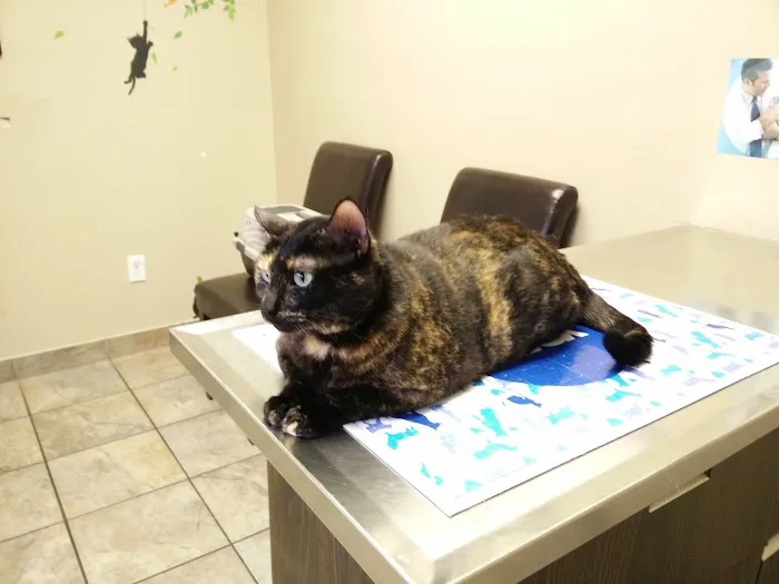 VCA Northwest Hills Animal Hospital Picture 1