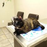 VCA Northwest Hills Animal Hospital