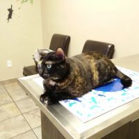 VCA Northwest Hills Animal Hospital ico