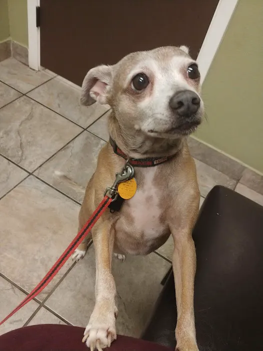 VCA Northwest Hills Animal Hospital Picture 4