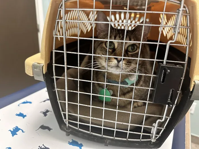 VCA Northwest Hills Animal Hospital Picture 8