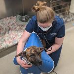 CVCA Cardiac Care for Pets