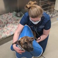CVCA Cardiac Care for Pets ico