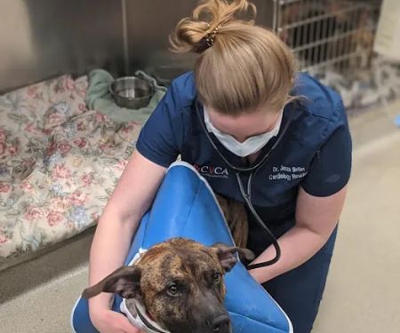 CVCA Cardiac Care for Pets