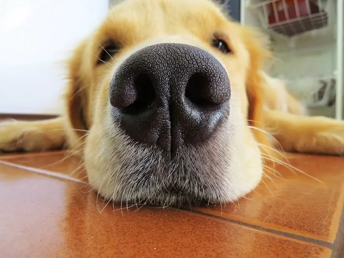 CVCA Cardiac Care for Pets Picture 6
