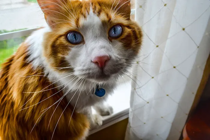 CVCA Cardiac Care for Pets Picture 8