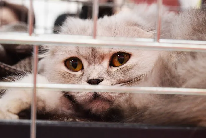 CVCA Cardiac Care for Pets Picture 10