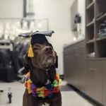 VCA Capital Area Veterinary Specialists