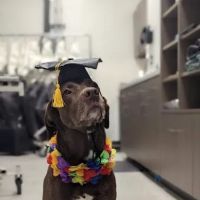 VCA Capital Area Veterinary Specialists ico