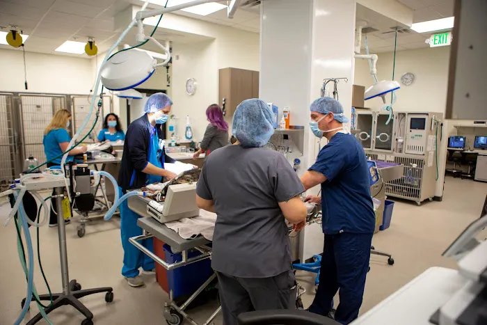 VCA Capital Area Veterinary Specialists Picture 2