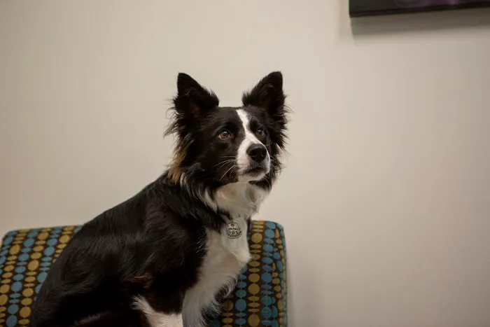 VCA Capital Area Veterinary Specialists Picture 8