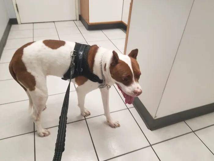 Animal Medical Center of Austin Picture 1