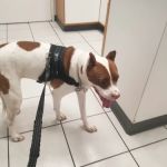 Animal Medical Center of Austin