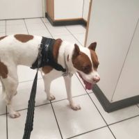 Animal Medical Center of Austin ico