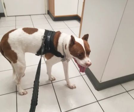 Animal Medical Center of Austin