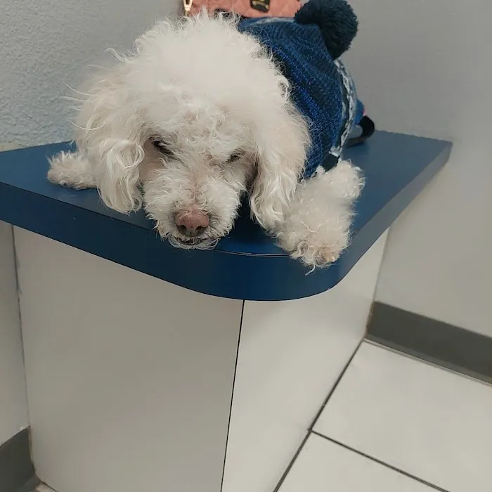 Animal Medical Center of Austin Picture 9