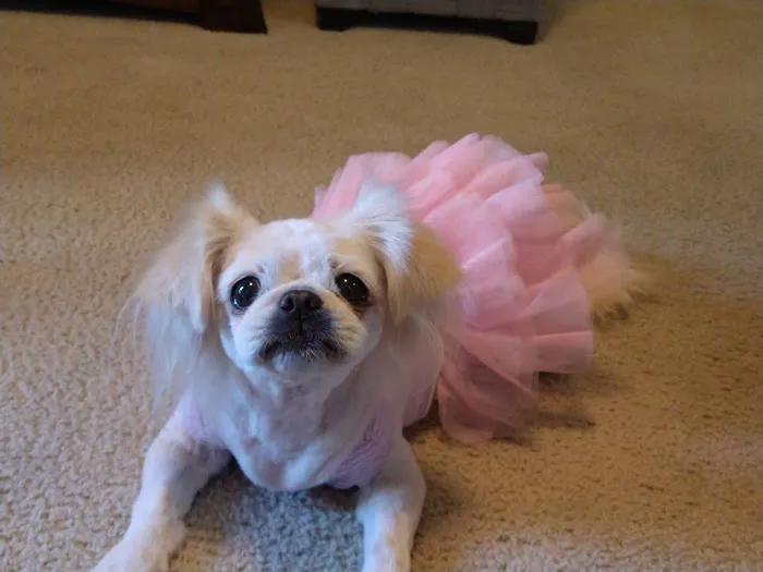 Emancipet Picture 4