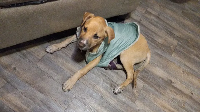 Emancipet Picture 8