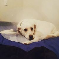Travis Country Veterinary Hospital ico