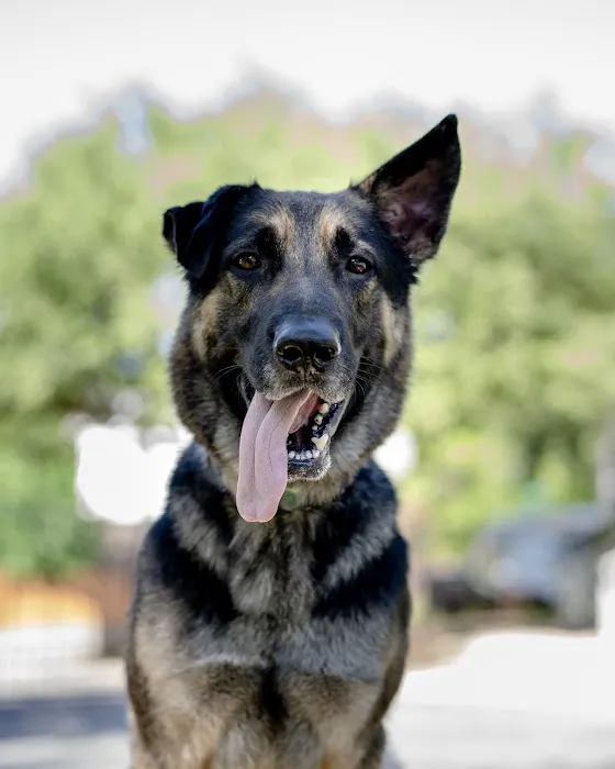 Travis Country Veterinary Hospital Picture 7