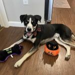 Banfield Pet Hospital