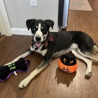 Banfield Pet Hospital ico
