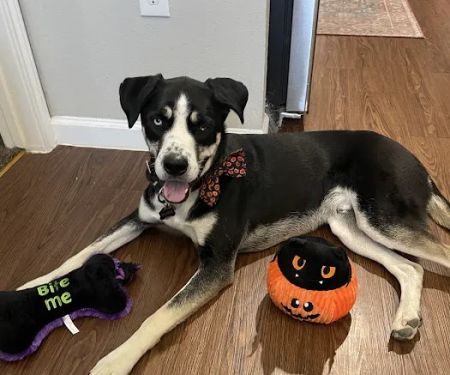 Banfield Pet Hospital