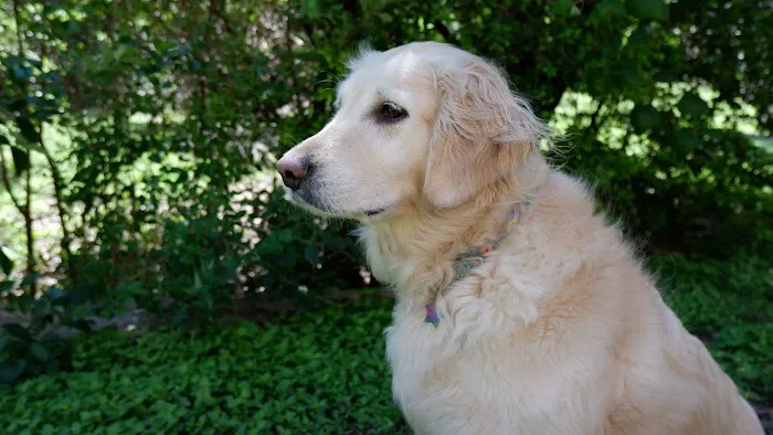 Southwest Vet Picture 8