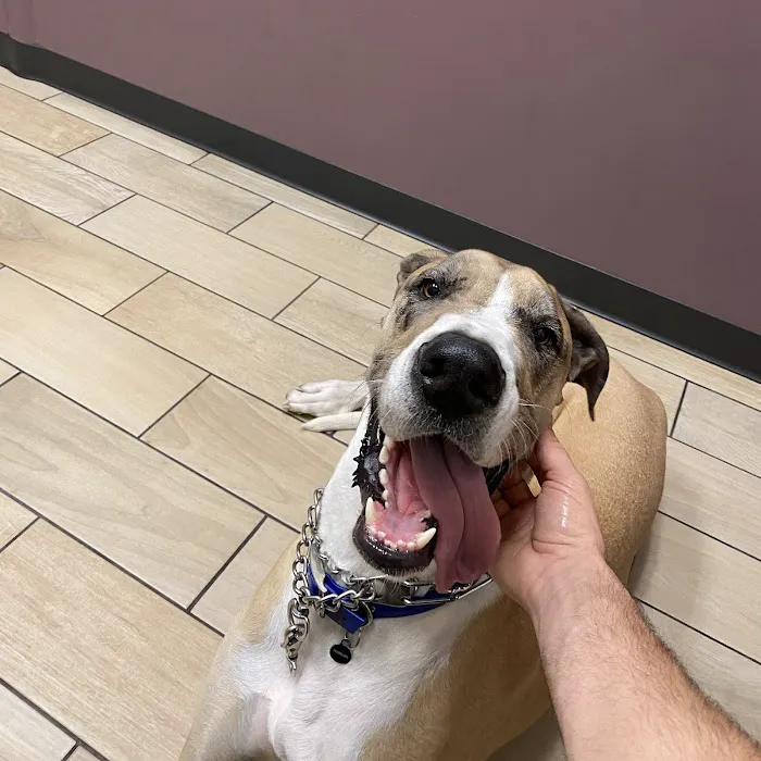Southwest Vet Picture 10