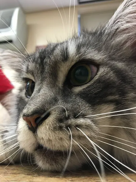 CVCA Cardiac Care For Pets Picture 1