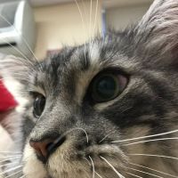 CVCA Cardiac Care For Pets ico
