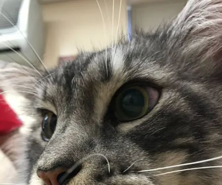 CVCA Cardiac Care For Pets