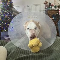 Austin Veterinary Emergency and Specialty ico