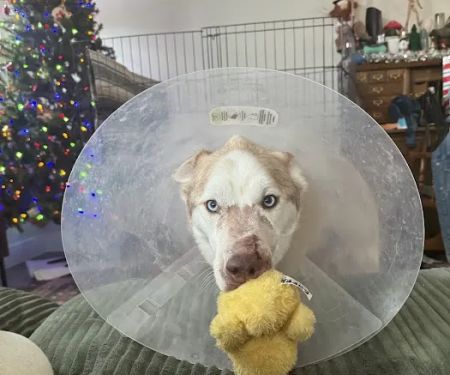 Austin Veterinary Emergency and Specialty