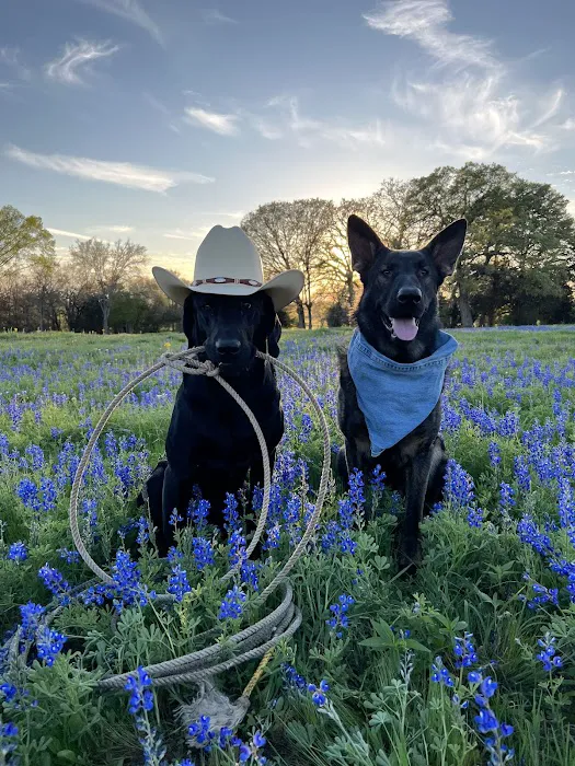 Austin Veterinary Emergency and Specialty Picture 9