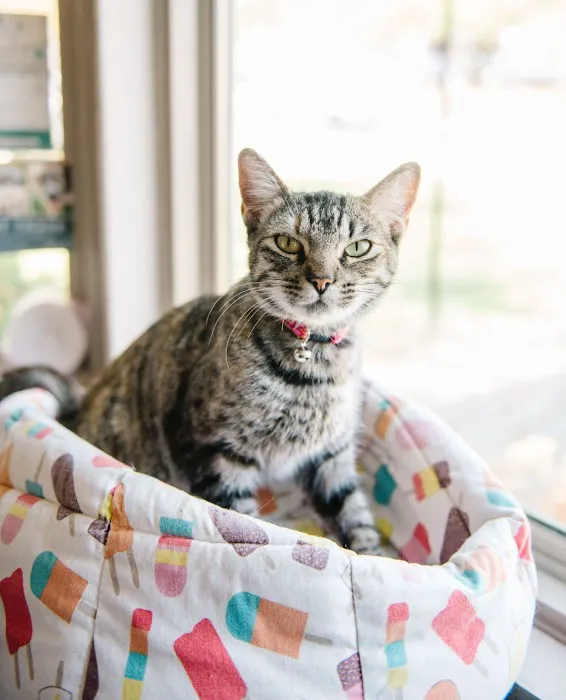 ATX Animal Clinic Picture 10