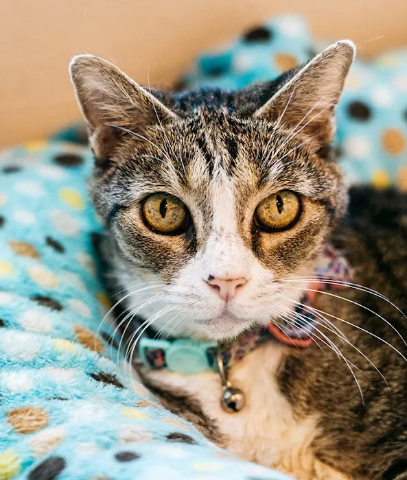 ATX Animal Clinic Picture 8