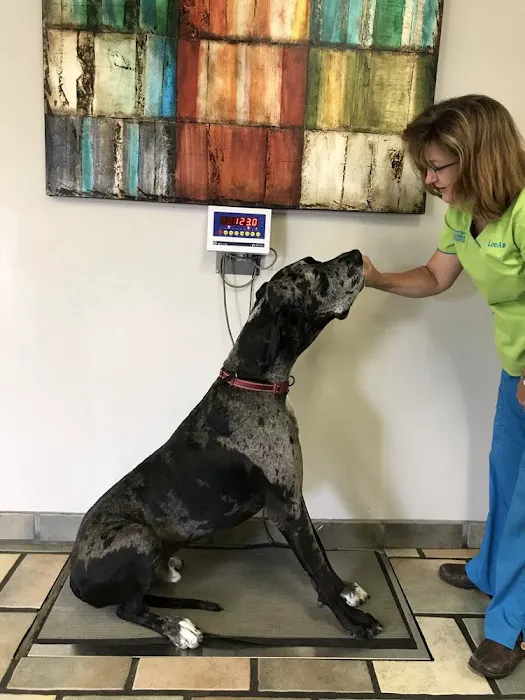 Spicewood Springs Animal Hospital Picture 6
