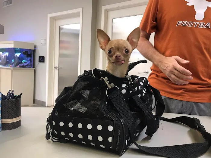 Spicewood Springs Animal Hospital Picture 5