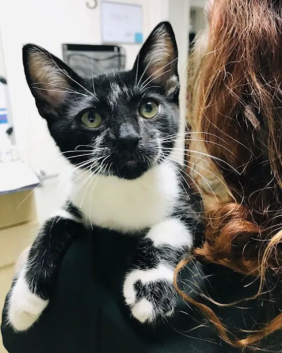 Spicewood Springs Animal Hospital Picture 4