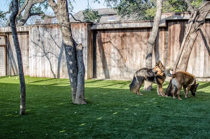 Spicewood Springs Animal Hospital Picture 10