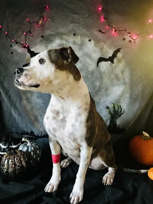 Spicewood Springs Animal Hospital Picture 9