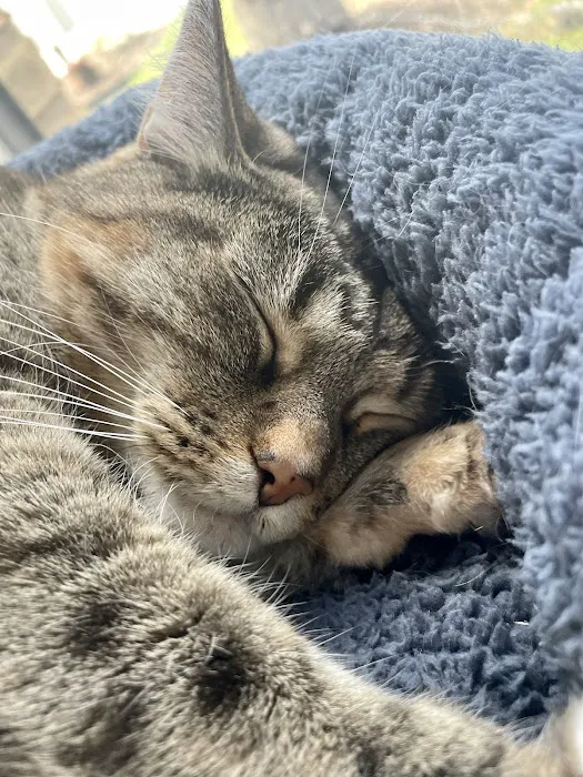 Spicewood Springs Cat Hospital Picture 3