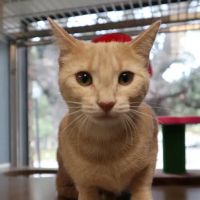 Spicewood Springs Cat Hospital ico