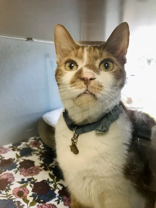 Spicewood Springs Cat Hospital Picture 5